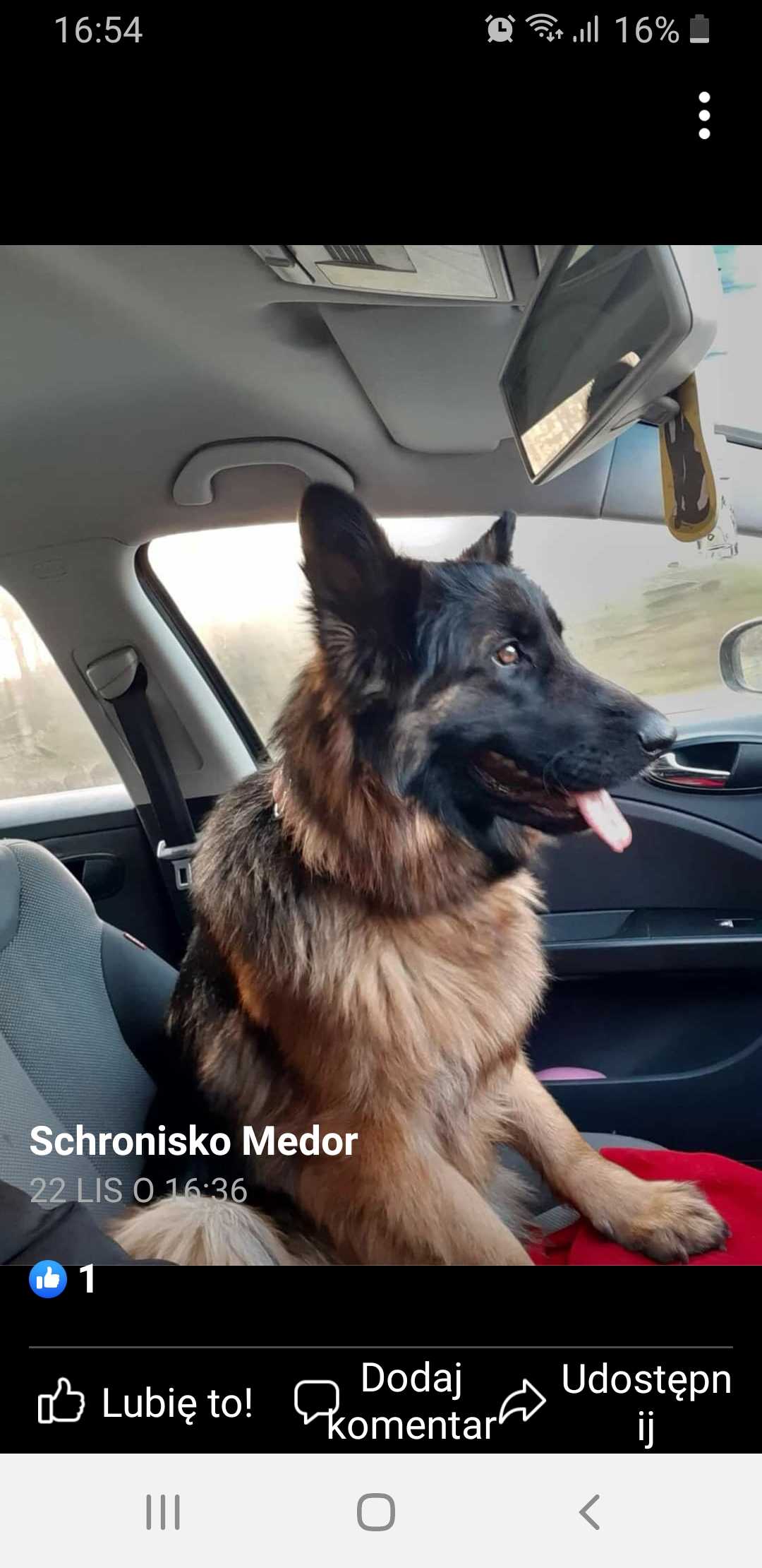 Zdjęcie zgłoszonego zwierzaka