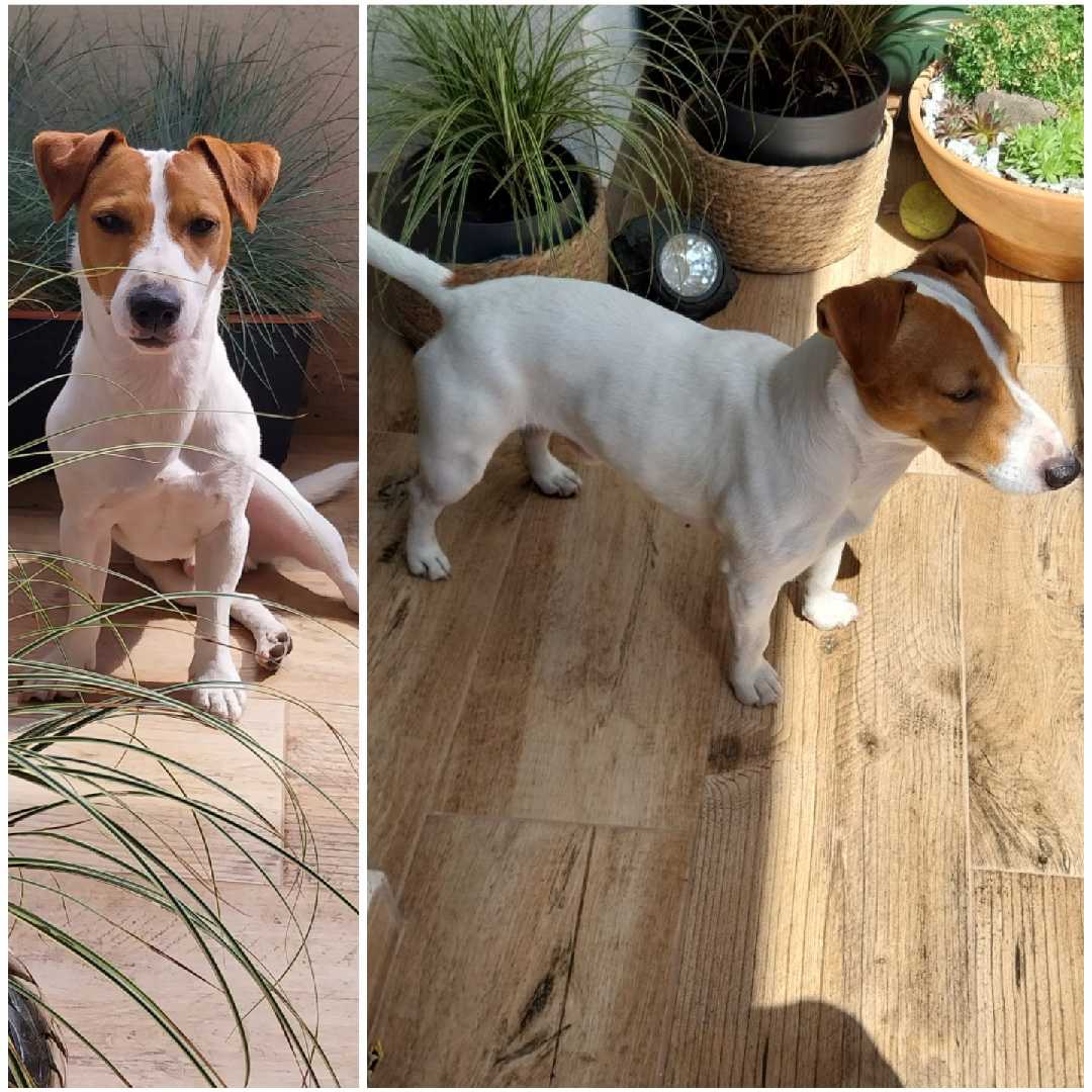 Zdjęcie przedstawiające poszukiwane zwierzę, zdjęcie nr 1