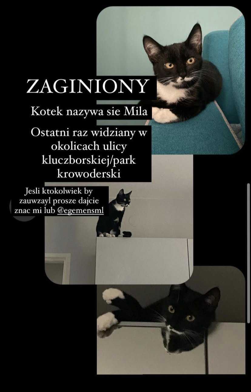 Zdjęcie przedstawiające poszukiwane zwierzę, zdjęcie nr 1