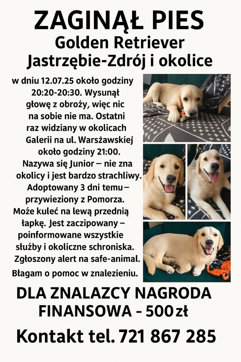Zdjęcie zaginionego zwierzaka nr 1