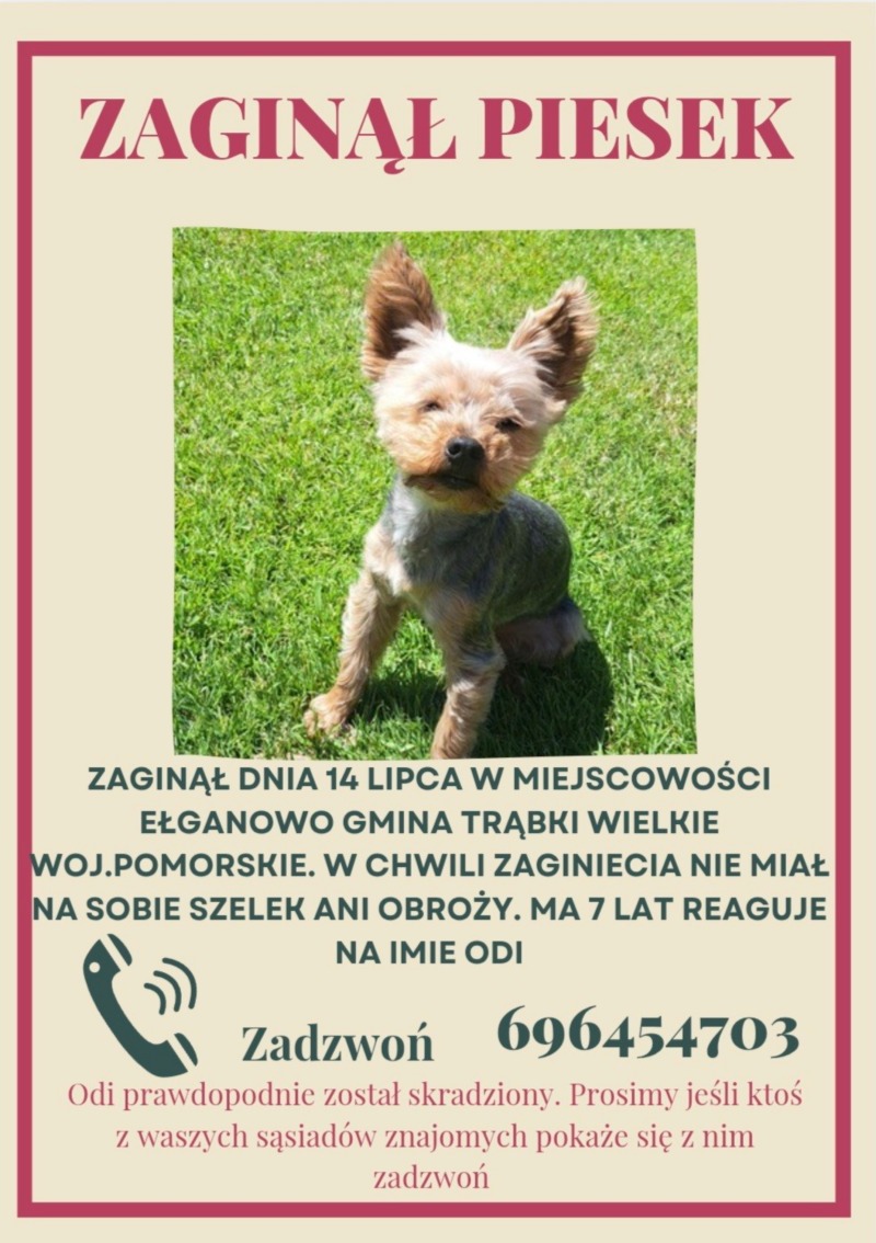 Zdjęcie przedstawiające poszukiwane zwierzę, zdjęcie nr 1