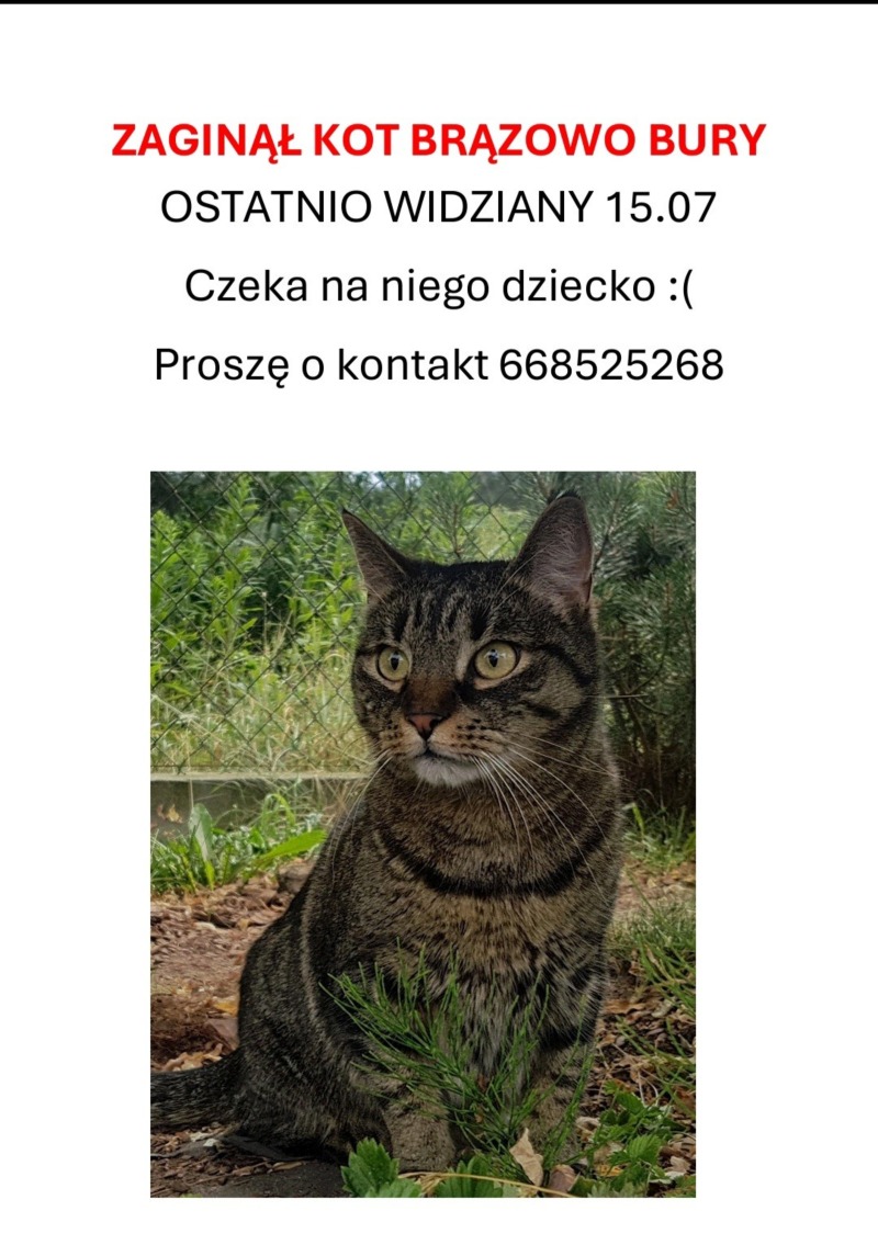 Zdjęcie zaginionego zwierzaka nr 18