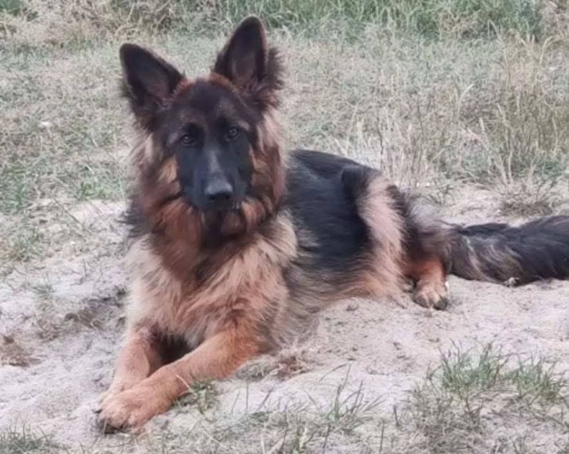 Zdjęcie zaginionego zwierzaka nr 6