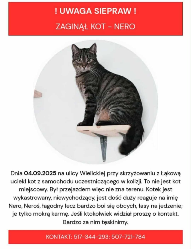 Zdjęcie zaginionego zwierzaka nr 7