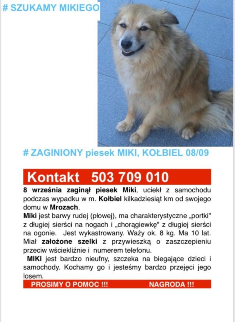 Zdjęcie zaginionego zwierzaka nr 1