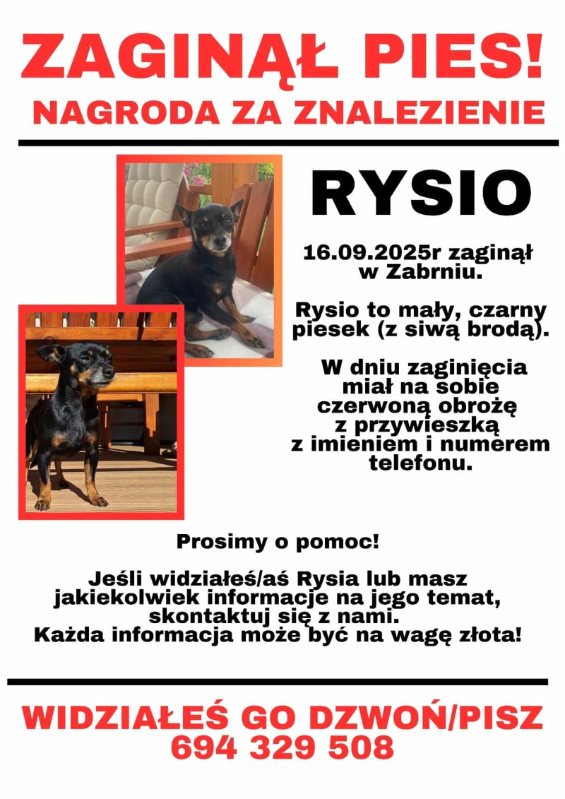 Zdjęcie zaginionego zwierzaka nr 3