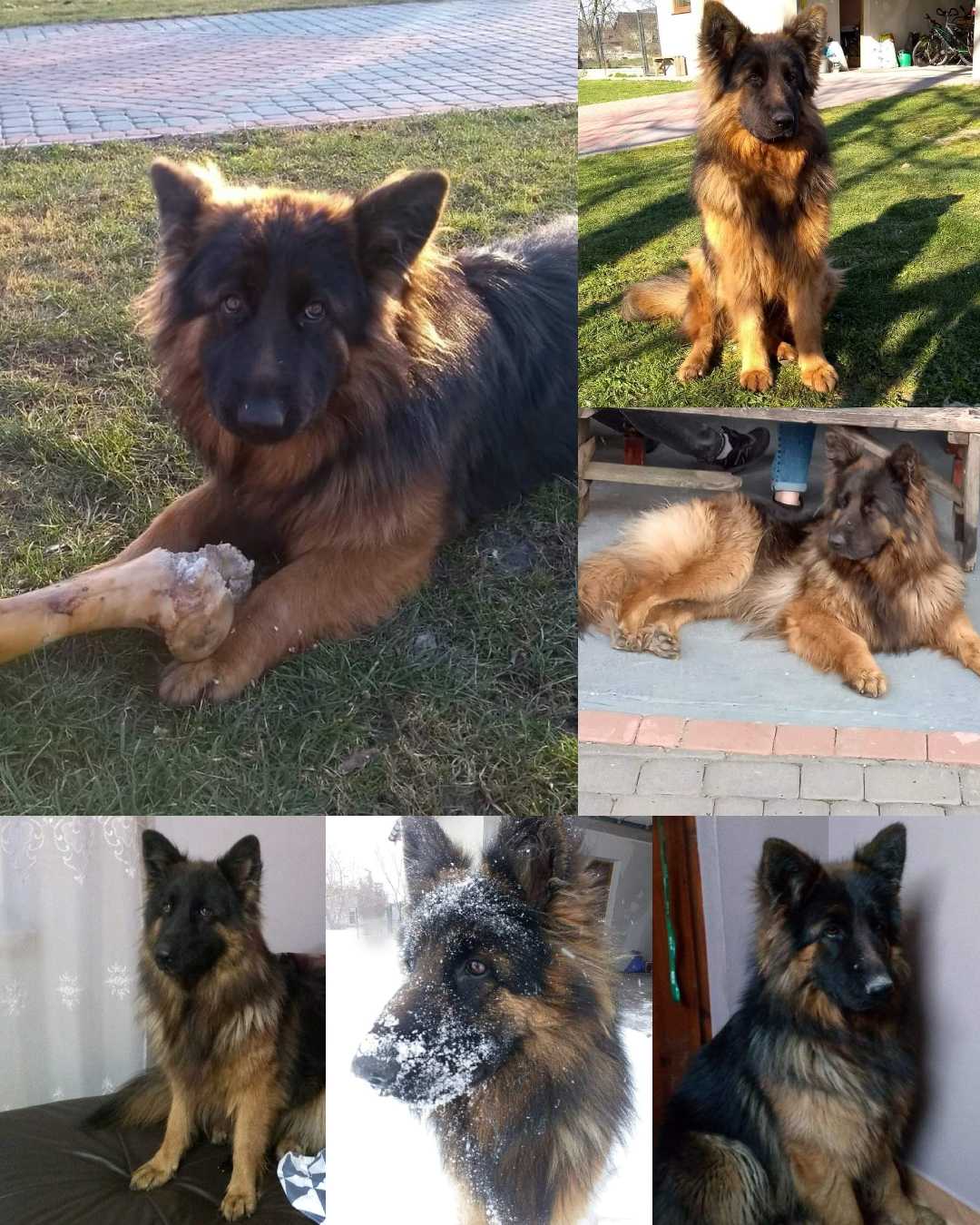 Zdjęcie zaginionego zwierzaka nr 3