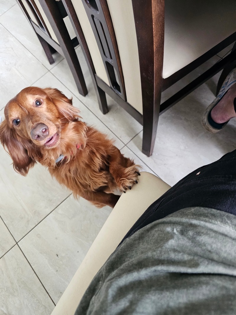 Zdjęcie zaginionego zwierzaka nr 2