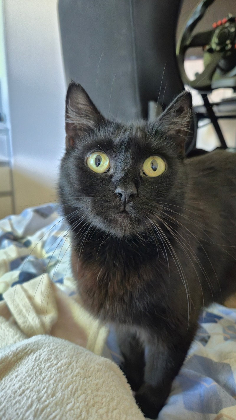 Zdjęcie zaginionego zwierzaka nr 1