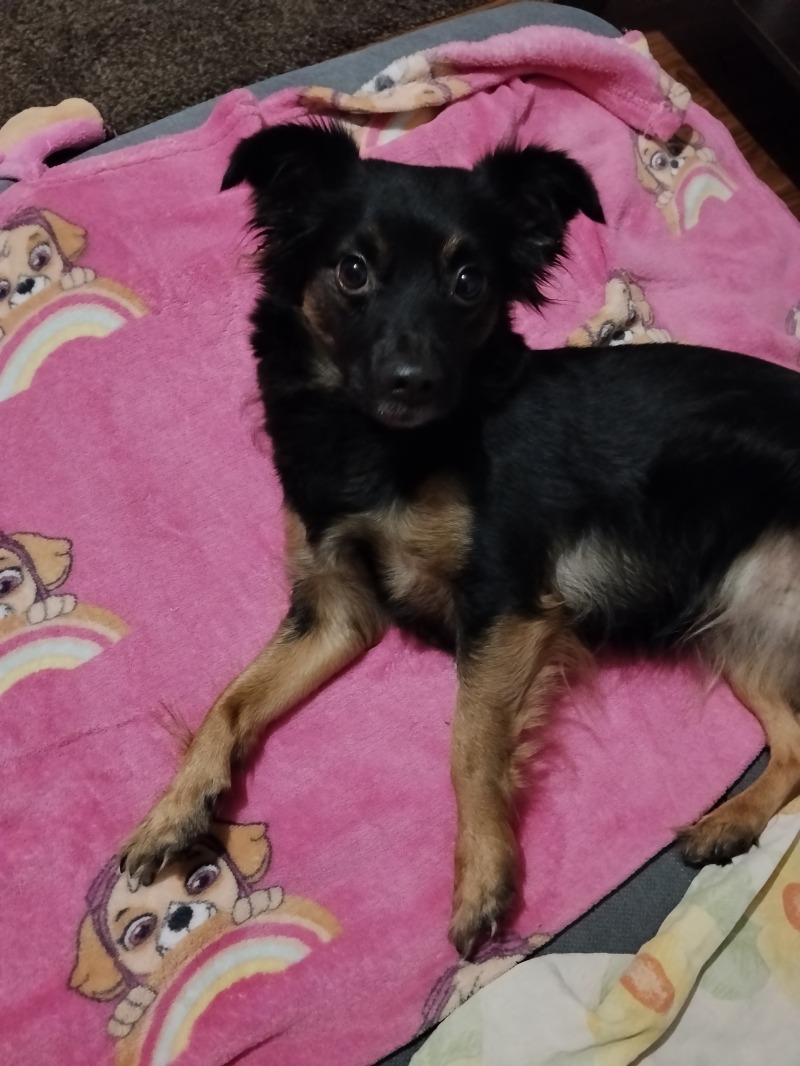 Zdjęcie zaginionego zwierzaka nr 5