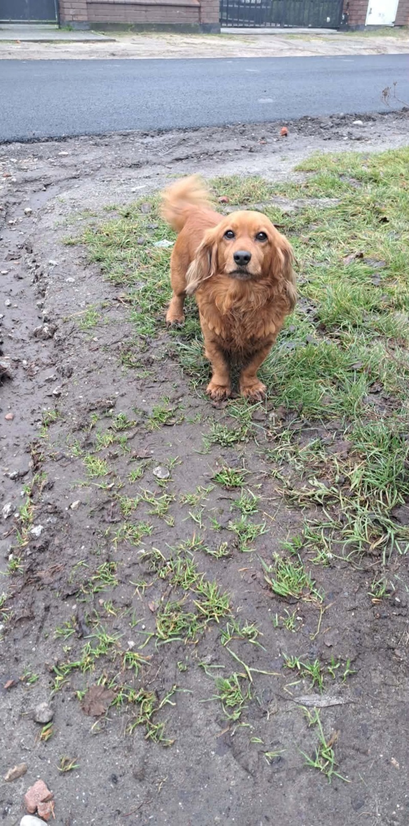 Zdjęcie zaginionego zwierzaka nr 4