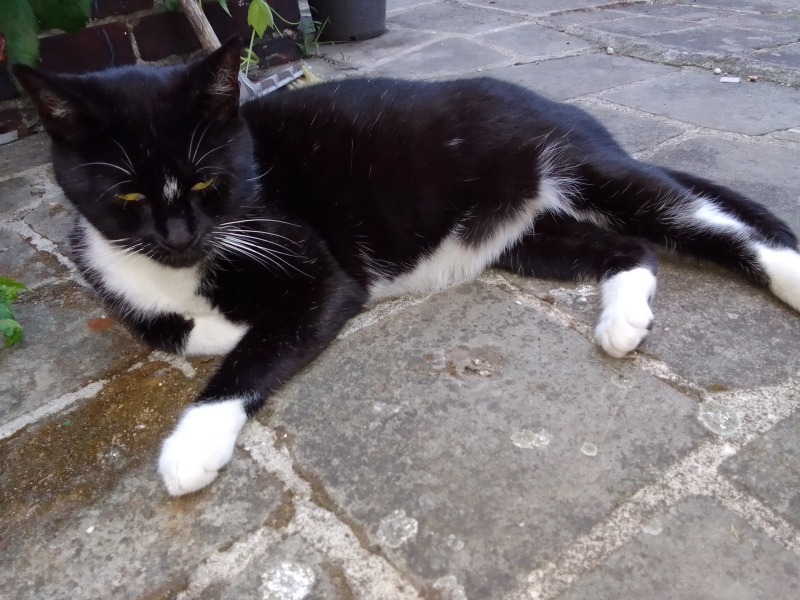 Zdjęcie zaginionego zwierzaka nr 3