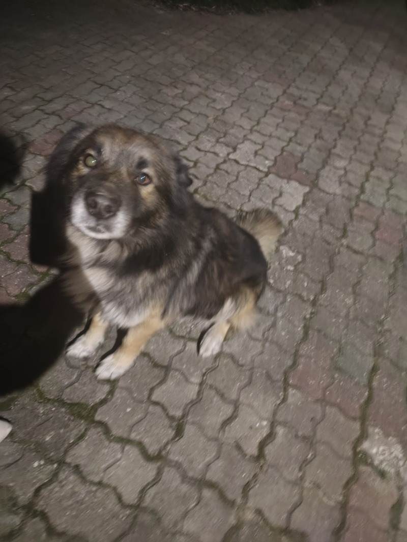 Zdjęcie zaginionego zwierzaka nr 2