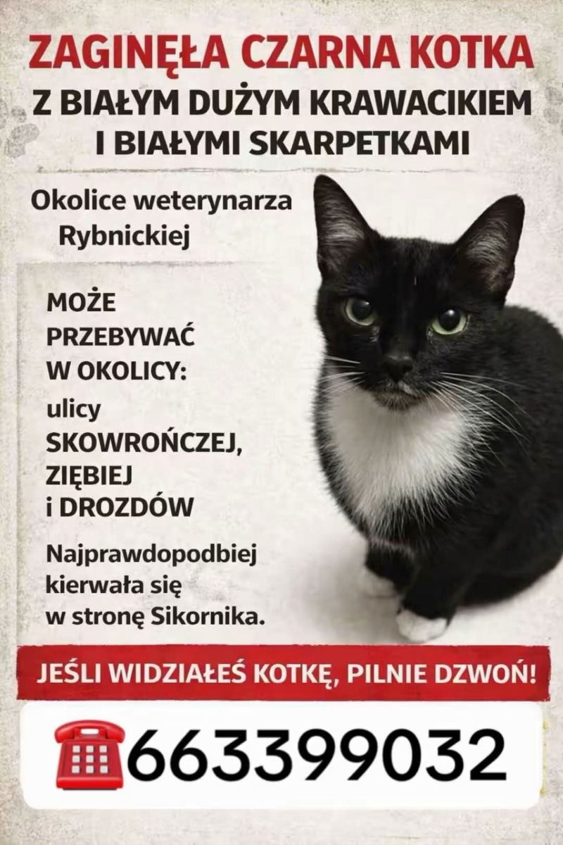 Zdjęcie zaginionego zwierzaka nr 8