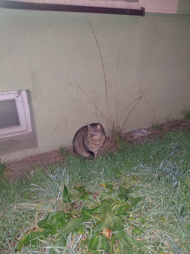 Zdjęcie zaginionego zwierzaka nr 7