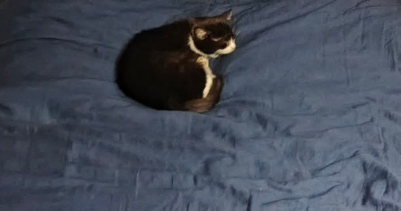 Zdjęcie zaginionego zwierzaka nr 5