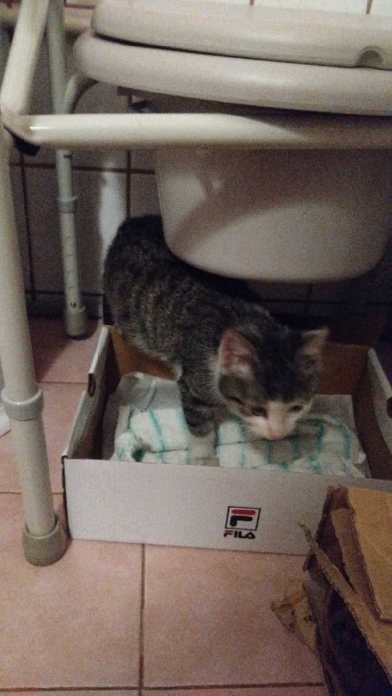 Zdjęcie zaginionego zwierzaka nr 4