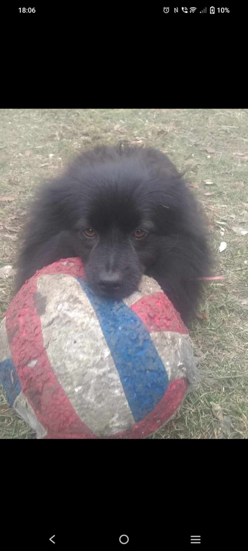 Zdjęcie zaginionego zwierzaka nr 3