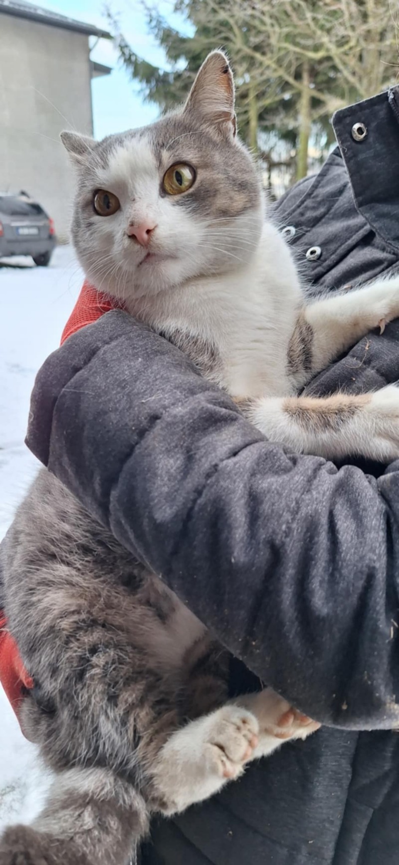 Zdjęcie zaginionego zwierzaka nr 2