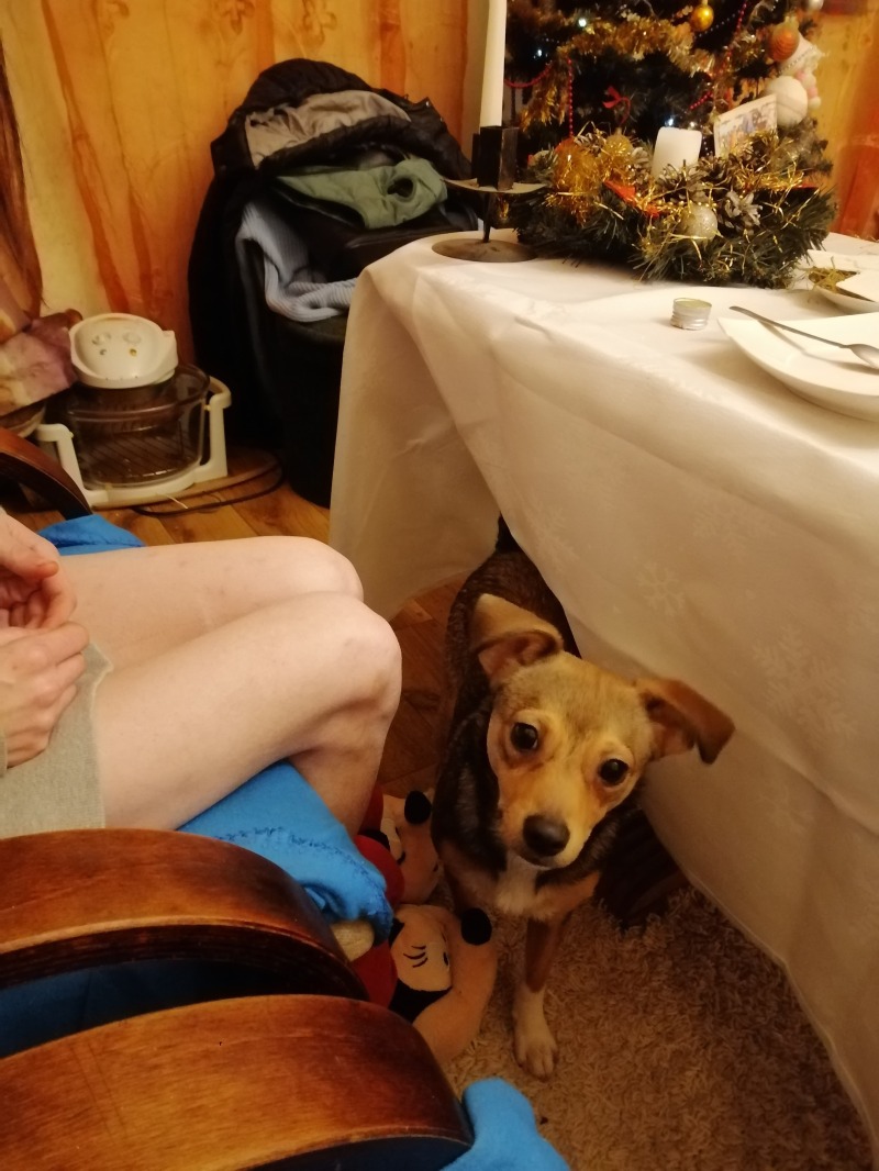 Zdjęcie zaginionego zwierzaka nr 1