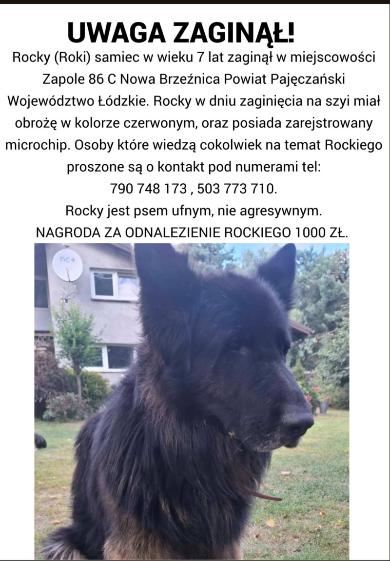 Zdjęcie zaginionego zwierzaka nr 8