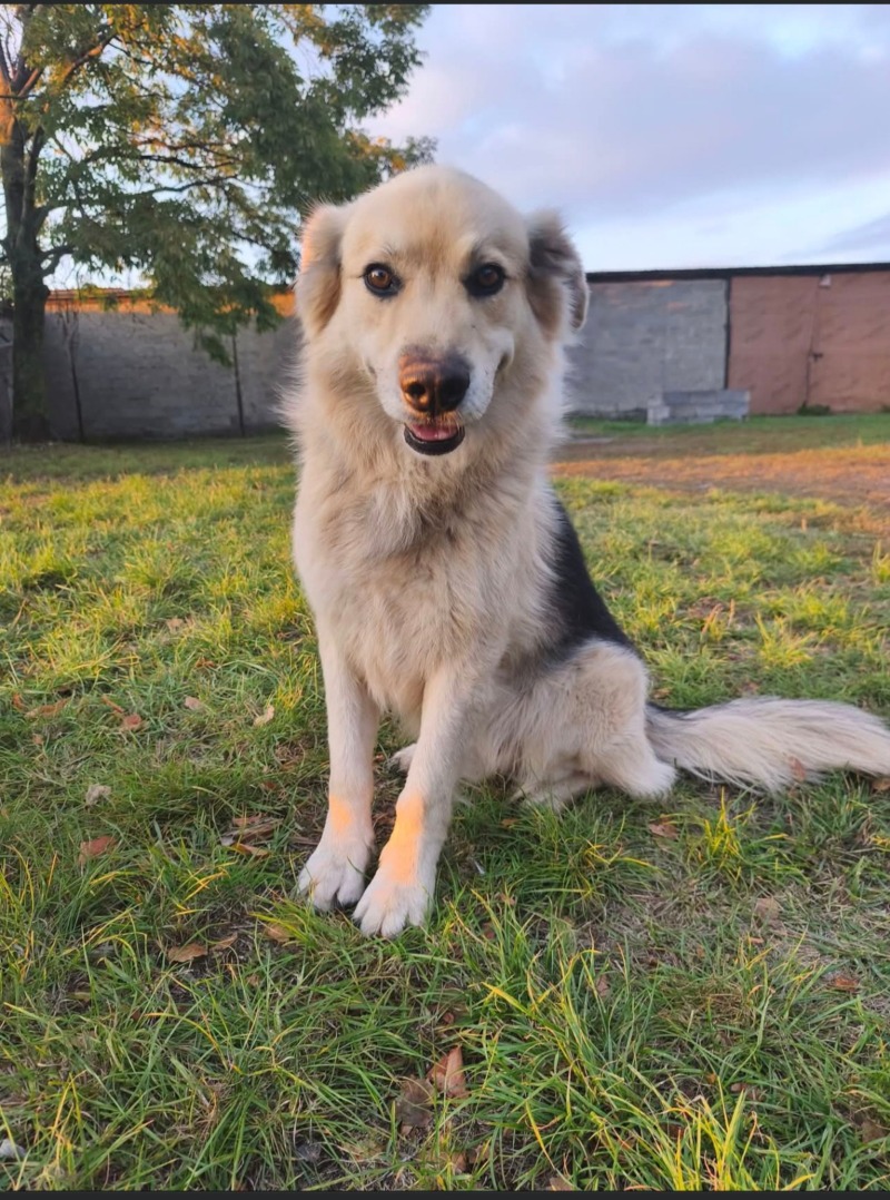 Zdjęcie zaginionego zwierzaka nr 7