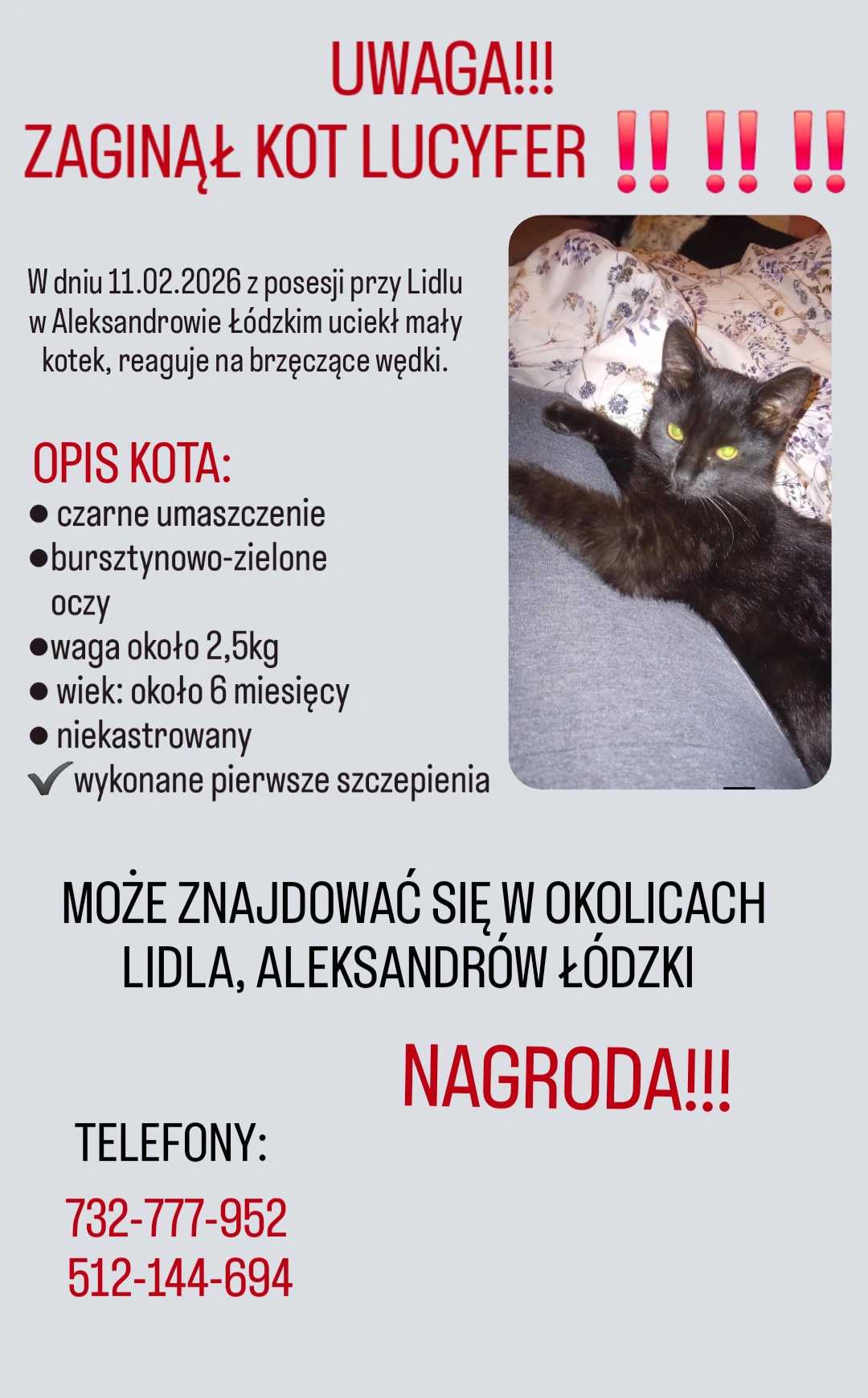 Zdjęcie zaginionego zwierzaka nr 6