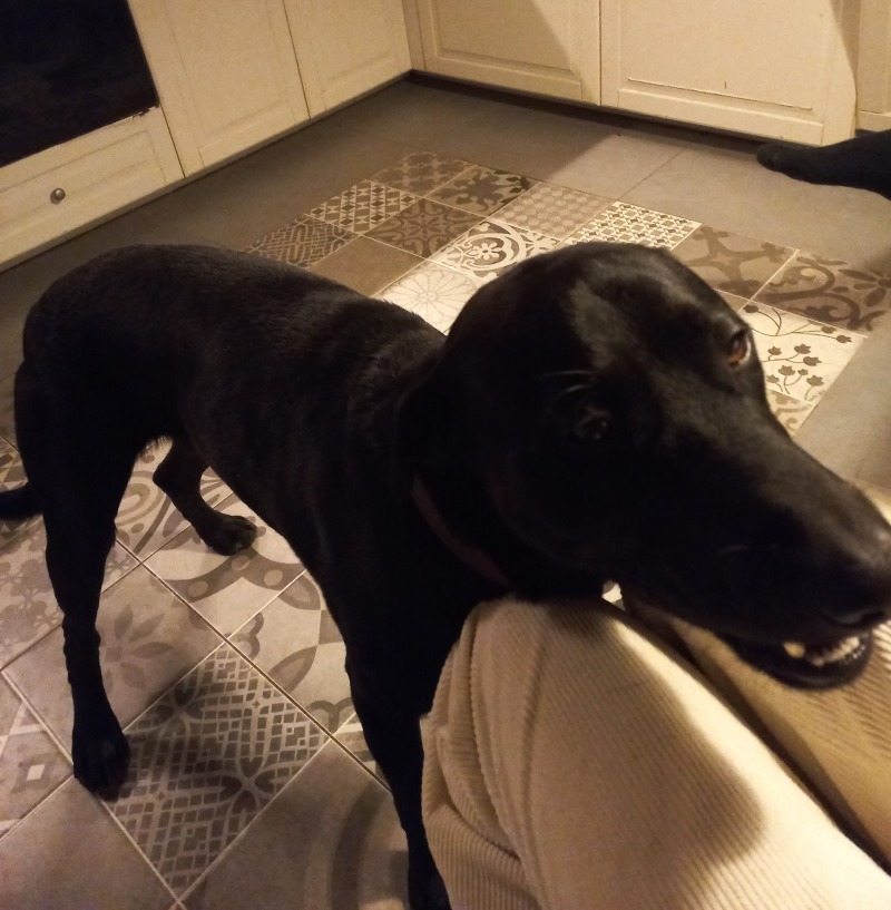 Zdjęcie zaginionego zwierzaka nr 5