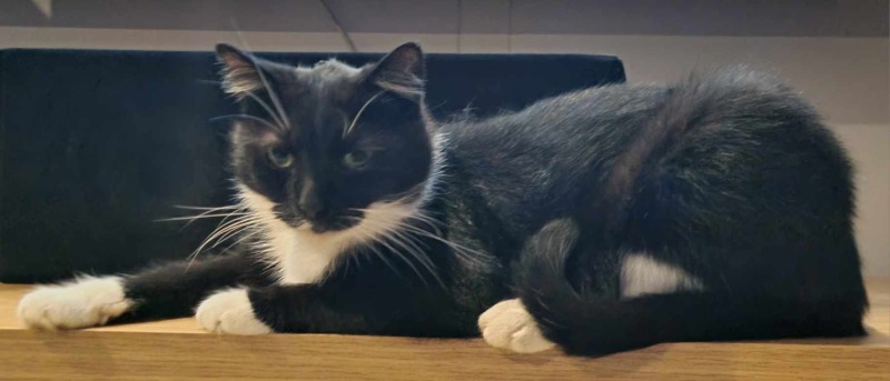 Zdjęcie zaginionego zwierzaka nr 4