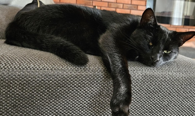 Zdjęcie zaginionego zwierzaka nr 3