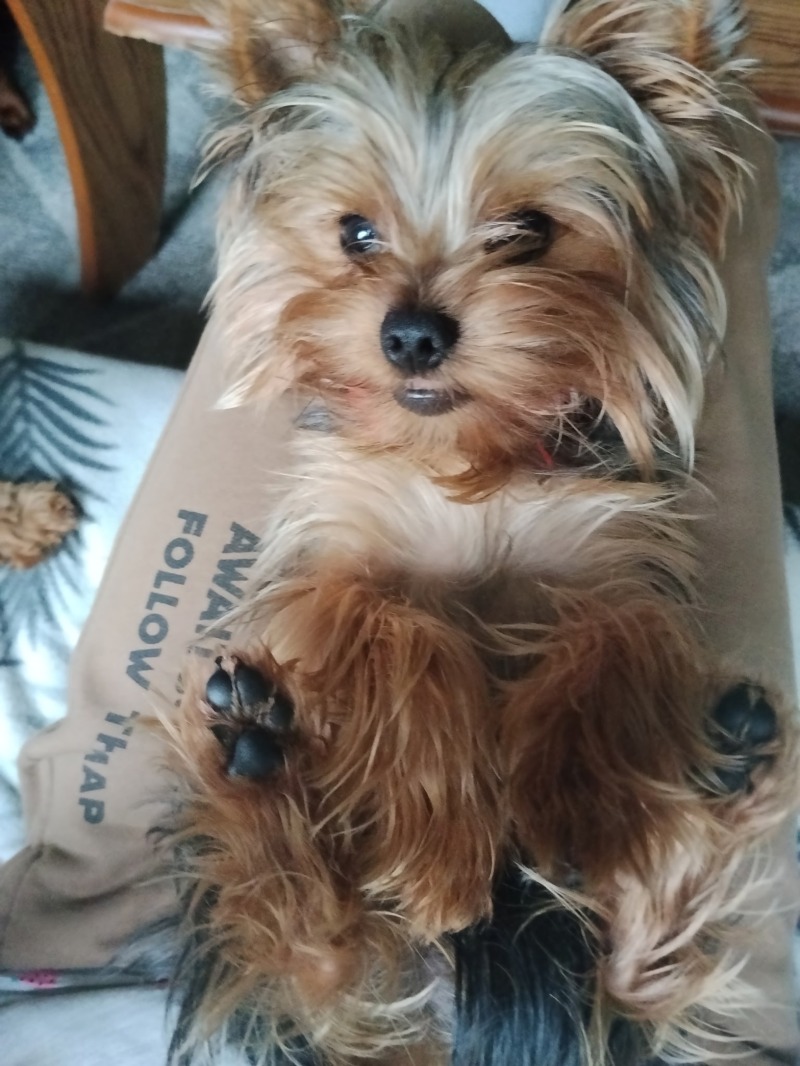 Zdjęcie zaginionego zwierzaka nr 2