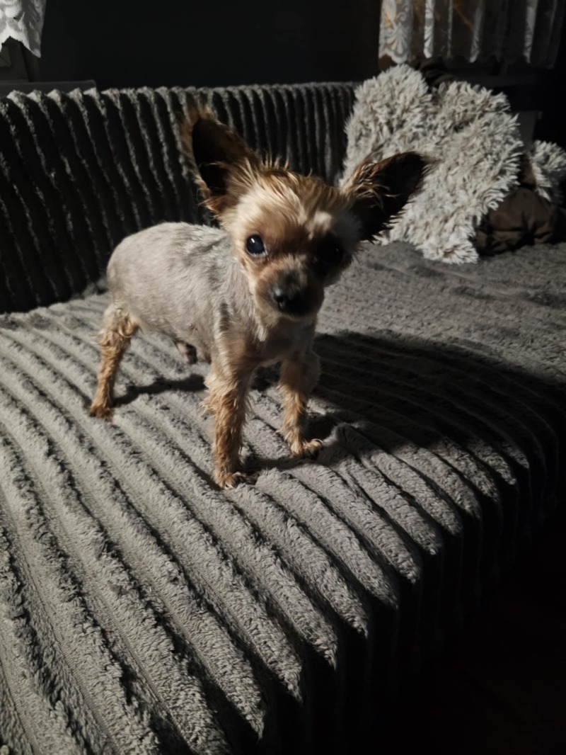 Zdjęcie zaginionego zwierzaka nr 1