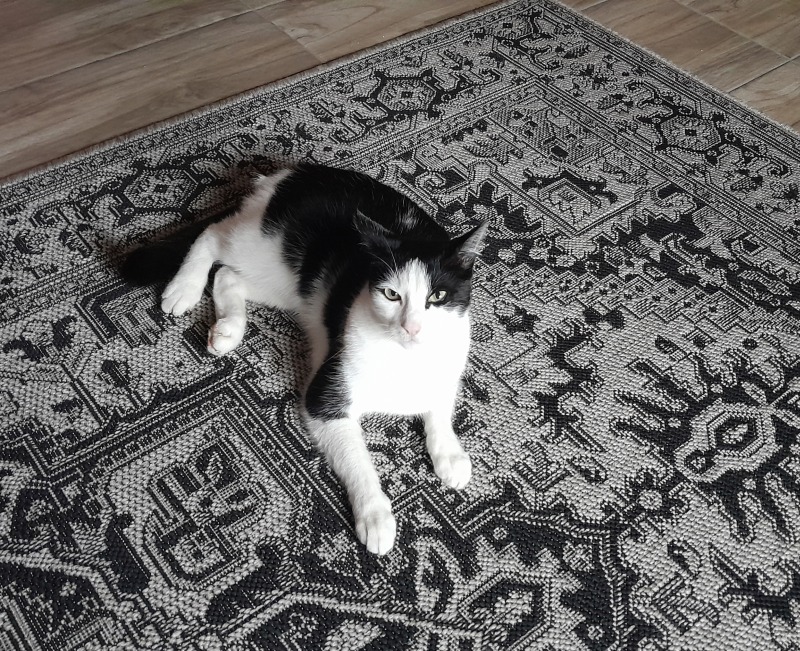 Zdjęcie zaginionego zwierzaka nr 3