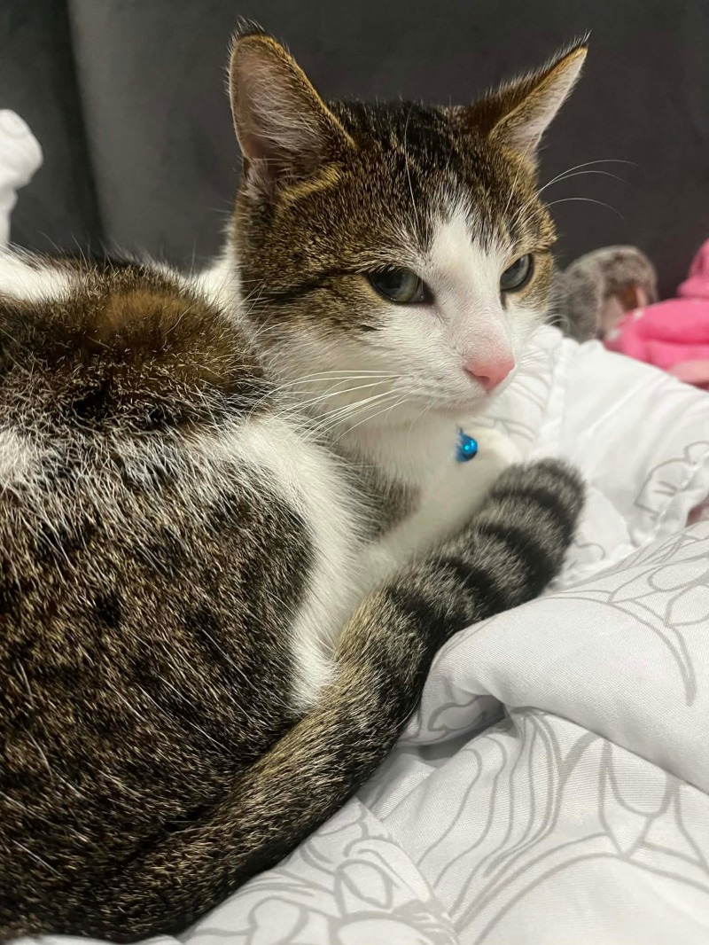 Zdjęcie zaginionego zwierzaka nr 2