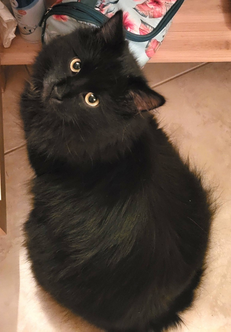 Zdjęcie zaginionego zwierzaka nr 1