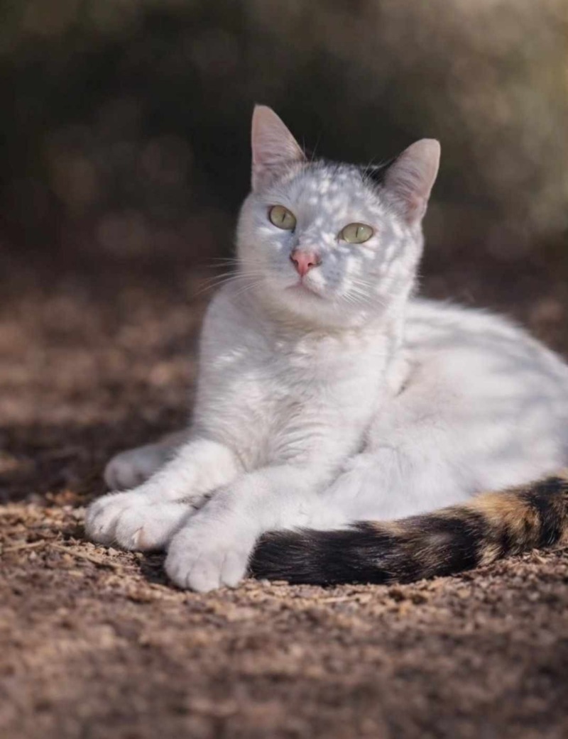 Zdjęcie zaginionego zwierzaka nr 2