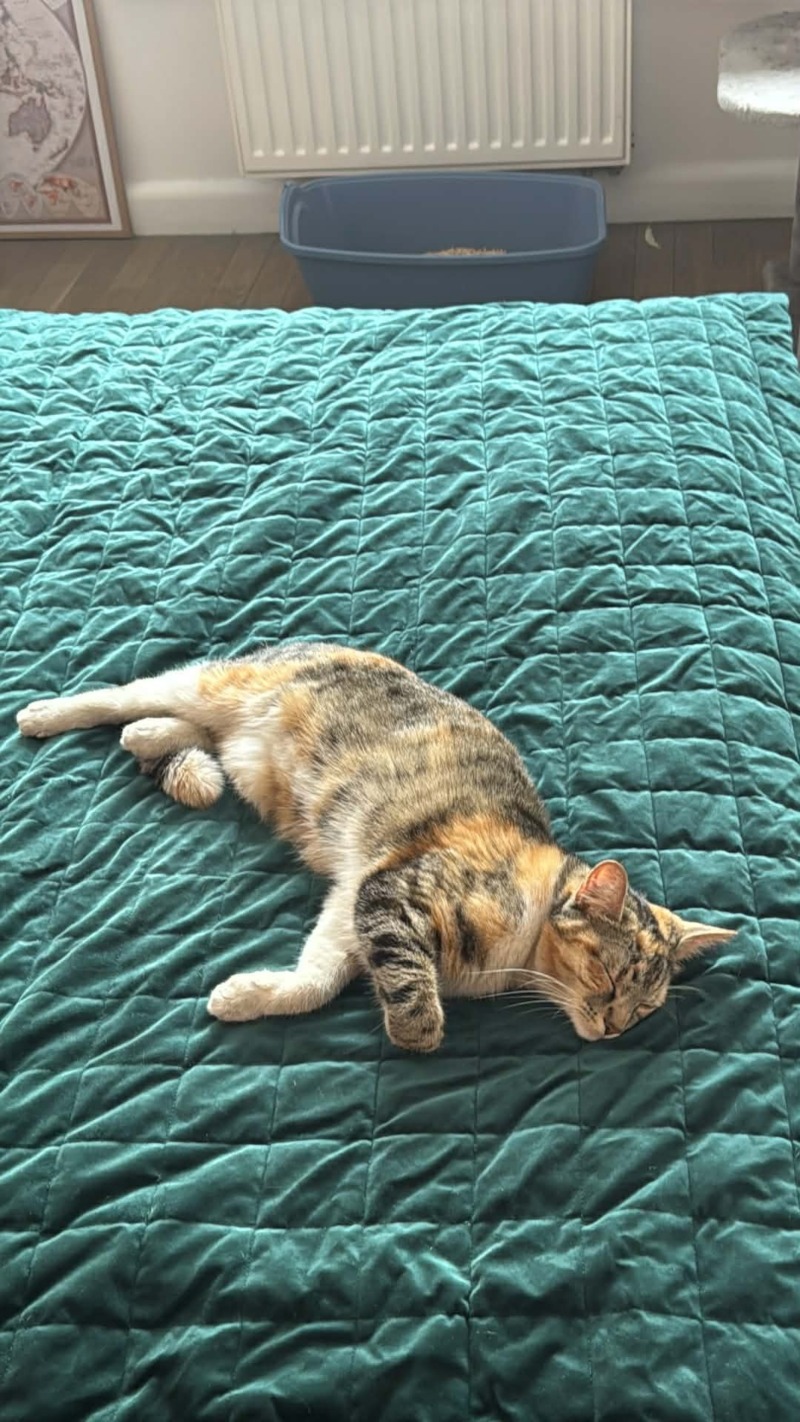 Zdjęcie zaginionego zwierzaka nr 1