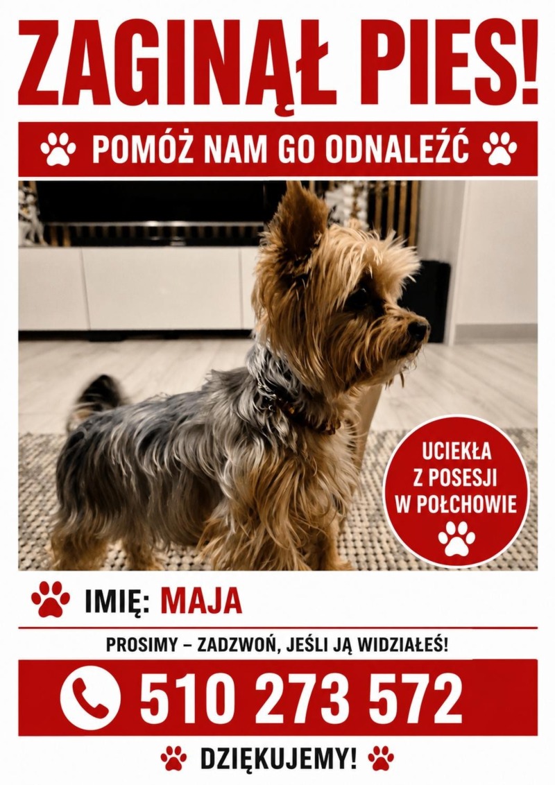 Zdjęcie zaginionego zwierzaka nr 8