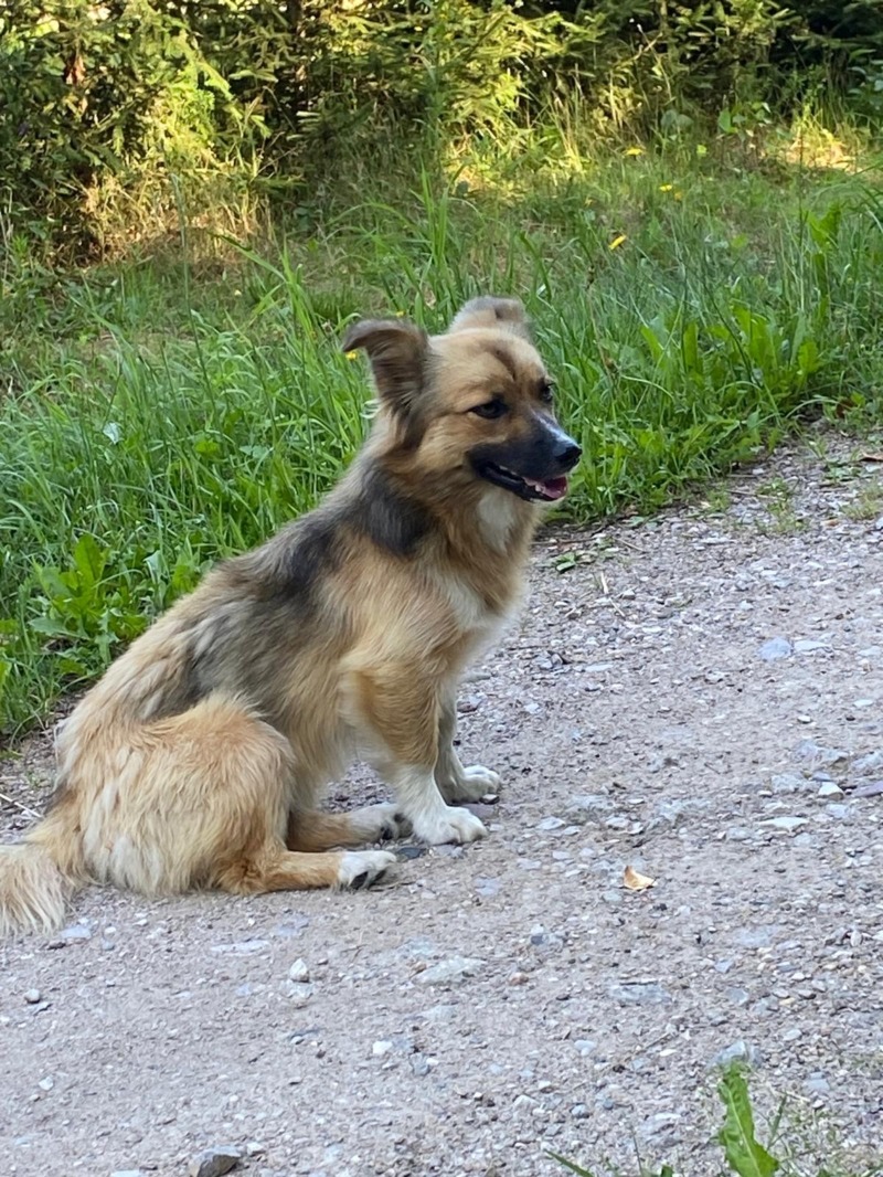 Zdjęcie zaginionego zwierzaka nr 8