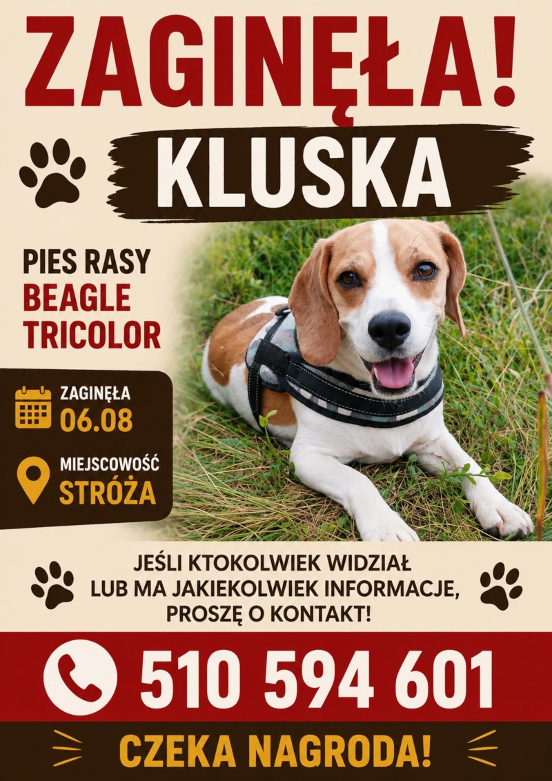 Zdjęcie zaginionego zwierzaka nr 1