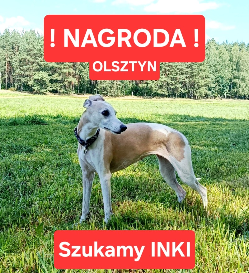 Zdjęcie zaginionego zwierzaka nr 3