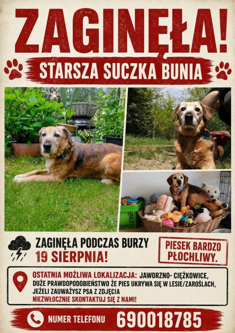 Zdjęcie zaginionego zwierzaka nr 2